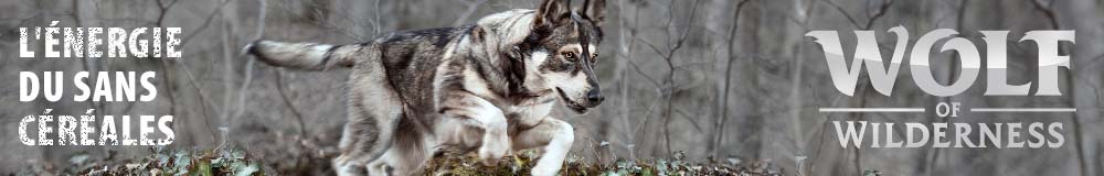 Wolf of Wilderness