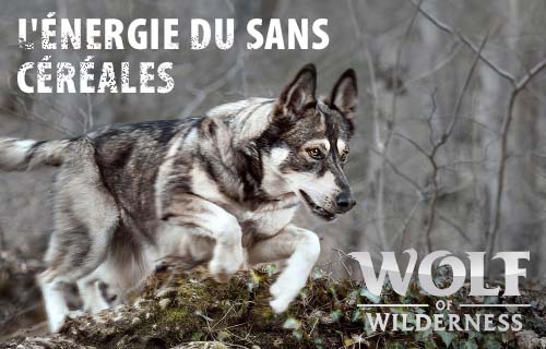 Découvrez Wolf of Wilderness